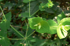 Euphorbia rothiana